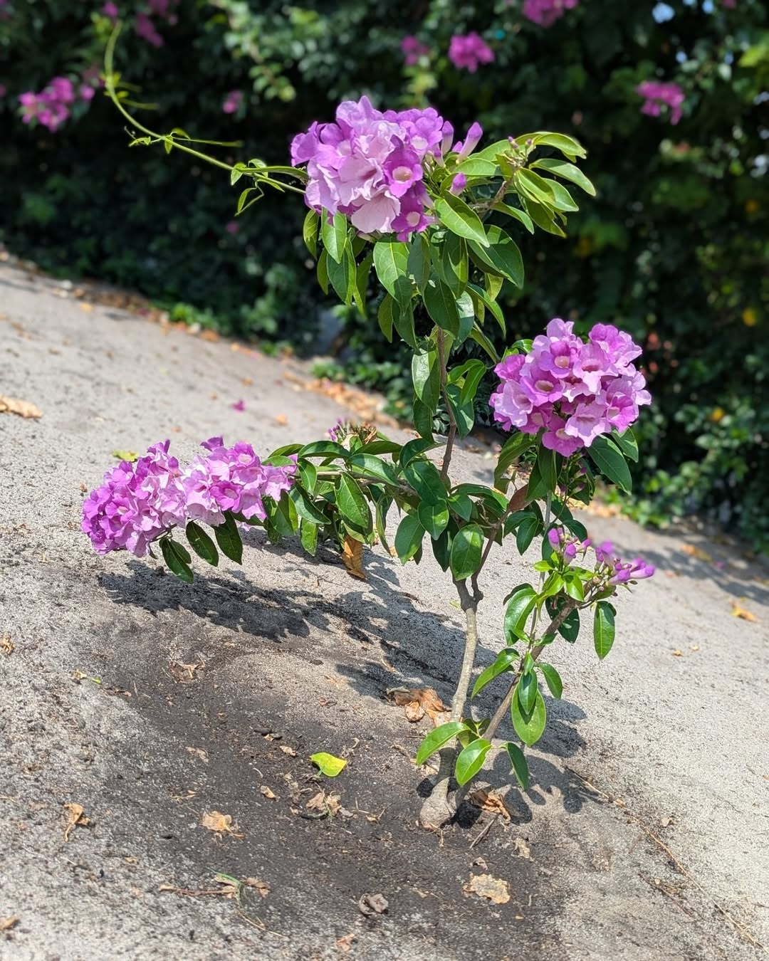 Plant from Zanzibar Heritage nursery