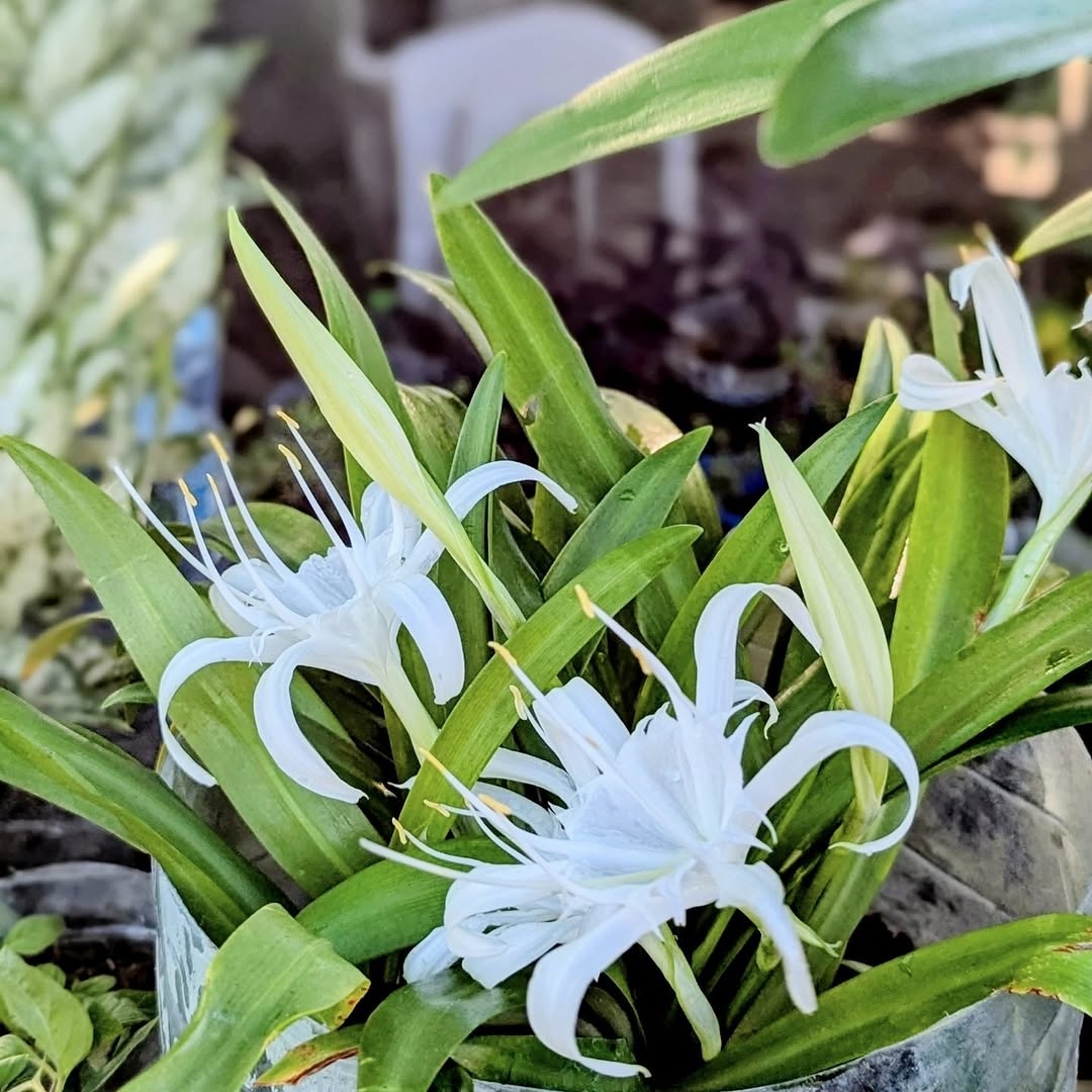 Plant from Zanzibar Heritage nursery