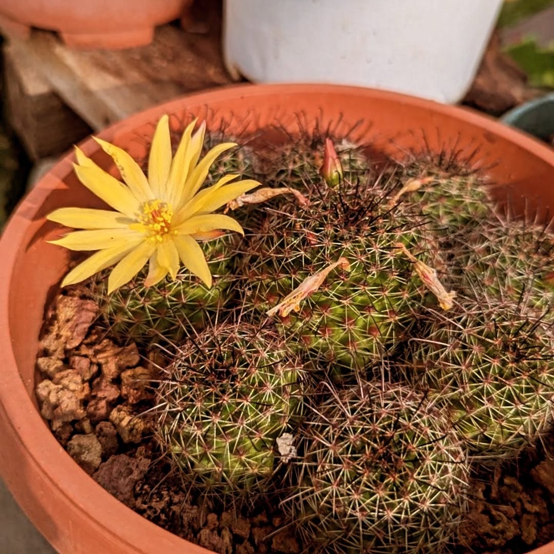 Plant from Zanzibar Heritage nursery