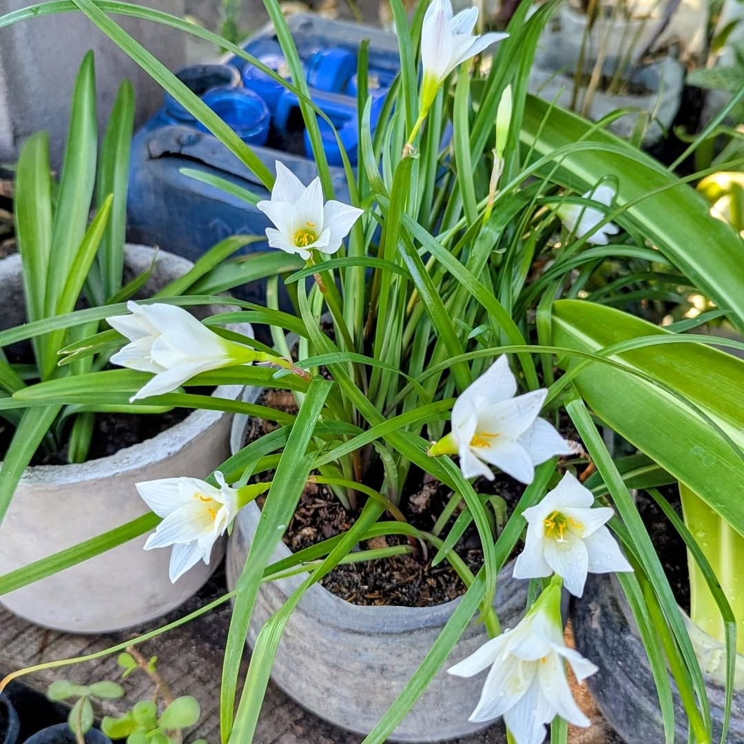 Plant from Zanzibar Heritage nursery